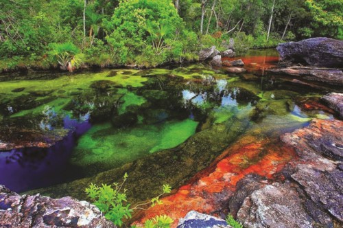Độc đáo “dòng sông 5 màu” ở Colombia - Ảnh 6.