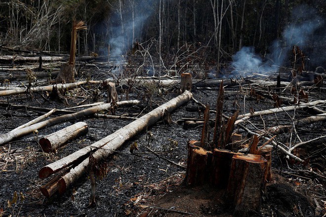 5 cách giải cứu rừng Amazon từ Quỹ Quốc tế Bảo vệ Thiên nhiên WWF: Hãy đọc ngay để biết bạn nên làm gì lúc này - Ảnh 3.