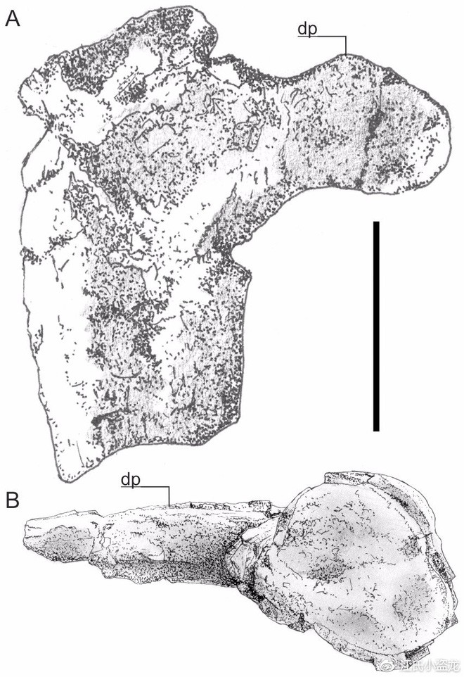 Hatzegopteryx - Loài khủng long bạo chúa trên không - Ảnh 1.