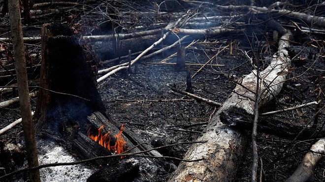 5 cách giải cứu rừng Amazon từ Quỹ Quốc tế Bảo vệ Thiên nhiên WWF: Hãy đọc ngay để biết bạn nên làm gì lúc này - Ảnh 5.