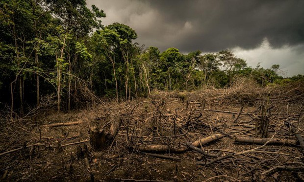 5 cách giải cứu rừng Amazon từ Quỹ Quốc tế Bảo vệ Thiên nhiên WWF: Hãy đọc ngay để biết bạn nên làm gì lúc này - Ảnh 6.