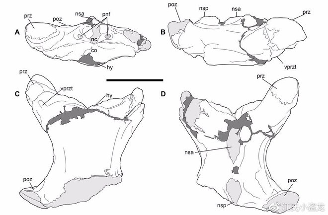 Hatzegopteryx - Loài khủng long bạo chúa trên không - Ảnh 6.