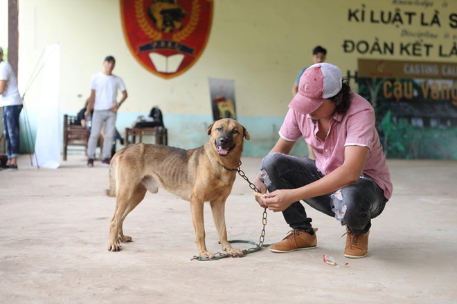 Vụ chọn chó Nhật vào vai Cậu Vàng: Tranh cãi kịch liệt,  cư dân mạng vô cùng bức xúc - Ảnh 3.