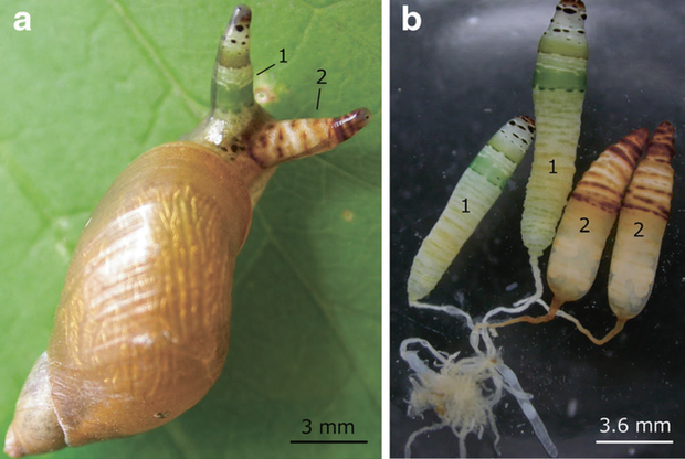 Loại kí sinh trùng biến ốc sên thành zombie với đôi mắt màu xanh nhấp nháy - Ảnh 1.