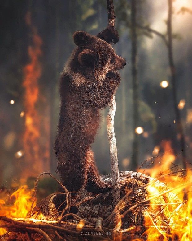 Sự thật về bức ảnh chú gấu nhỏ tuyệt vọng trong biển lửa của trận cháy rừng Amazon - Ảnh 1.