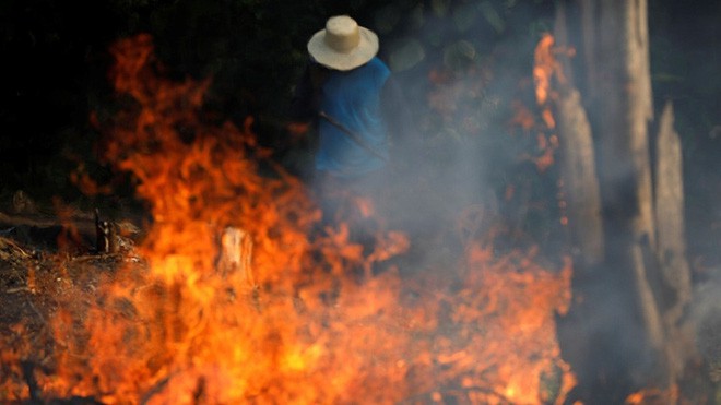 Sự thật về bức ảnh chú gấu nhỏ tuyệt vọng trong biển lửa của trận cháy rừng Amazon - Ảnh 2.