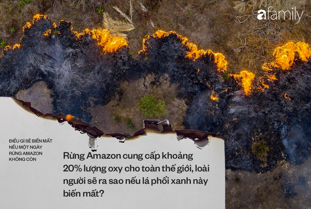 Nếu rừng Amazon biến mất, thế giới mất đi 20% lượng nước ngọt, 20% lượng oxy, con người chịu ảnh hưởng trực tiếp - Ảnh 3.