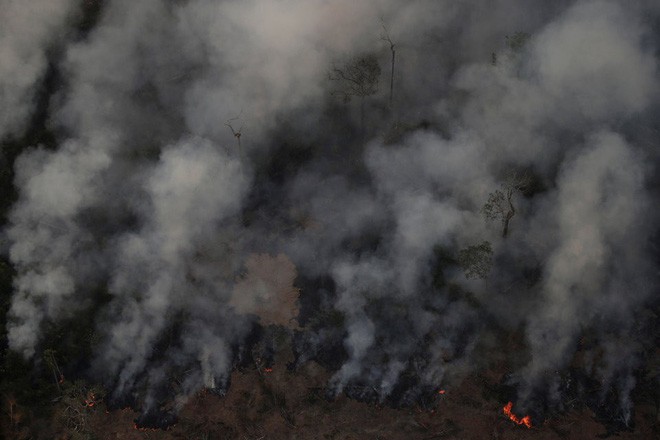 Sự thật về bức ảnh chú gấu nhỏ tuyệt vọng trong biển lửa của trận cháy rừng Amazon - Ảnh 5.