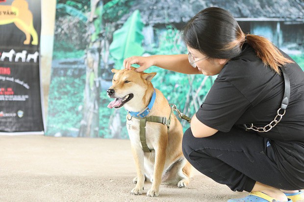 Bị phản đối kịch liệt, yêu cầu đổi vai của chó Nhật trong Cậu Vàng, đạo diễn vẫn kiên quyết không làm - Ảnh 5.