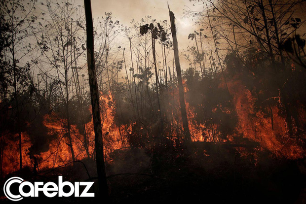Sau Leonardo DiCaprio, CEO Apple tuyên bố sẽ góp tiền khôi phục và bảo tồn rừng Amazon - Ảnh 1.