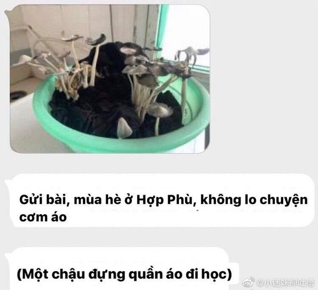 Quên không giặt đồ trước khi về nghỉ hè, cô bạn tá hỏa vì sinh vật lạ mọc kín chậu quần áo khi lên lại phòng - Ảnh 1.