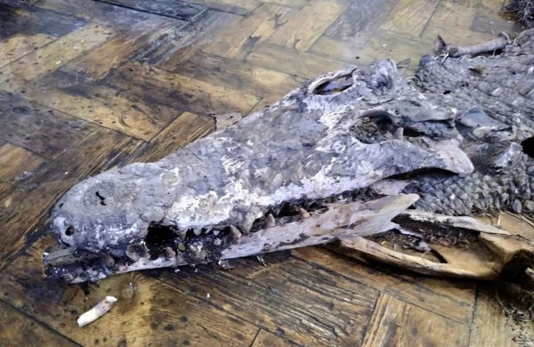 Đến sửa chữa trường học, nhóm thợ kinh hoàng phát hiện xác cá sấu chôn dưới sàn - Ảnh 3.