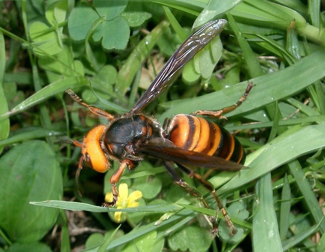 Khi bị ong bắp cày tấn công, ong mật Nhật Bản sẽ bu lấy đối thủ ...
