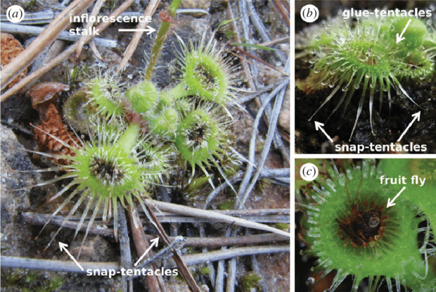 Loài cây săn mồi có cơ chế đặt bẫy hoàn hảo nhất: Tua siêu dài, cuốn thẳng mồi miệng đầy acid - Ảnh 2.