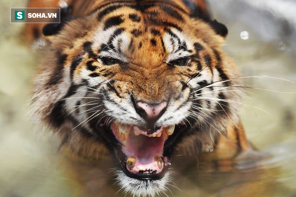 Chán thú rừng, hai mãnh hổ rủ nhau xuống đồng cỏ để săn đà điểu