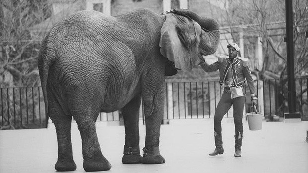 Tyke chú voi nổi loạn: Từ 20 năm bị bức ép đến lần gây tai họa cuối cùng và cái chết bi thảm làm rúng động ngành xiếc thú - Ảnh 1.