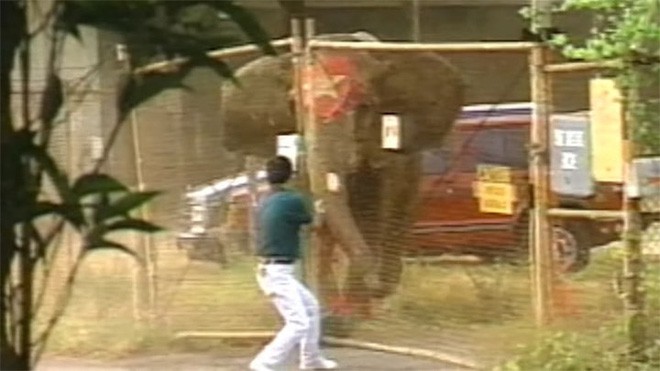 Tyke chú voi nổi loạn: Từ 20 năm bị bức ép đến lần gây tai họa cuối cùng và cái chết bi thảm làm rúng động ngành xiếc thú - Ảnh 5.