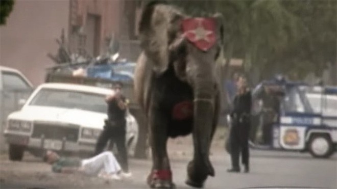 Tyke chú voi nổi loạn: Từ 20 năm bị bức ép đến lần gây tai họa cuối cùng và cái chết bi thảm làm rúng động ngành xiếc thú - Ảnh 6.