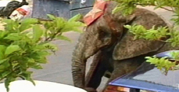 Tyke chú voi nổi loạn: Từ 20 năm bị bức ép đến lần gây tai họa cuối cùng và cái chết bi thảm làm rúng động ngành xiếc thú - Ảnh 8.