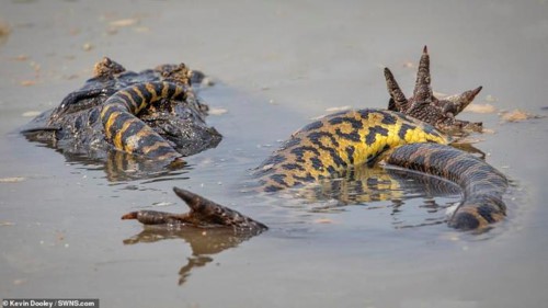 Trăn khổng lồ siết cá sấu caiman thừa sống thiếu chết trong cuộc chiến kịch tính tới phút chót - Ảnh 2.