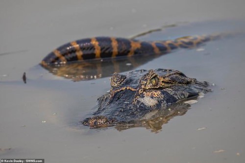 Trăn khổng lồ siết cá sấu caiman thừa sống thiếu chết trong cuộc chiến kịch tính tới phút chót - Ảnh 3.