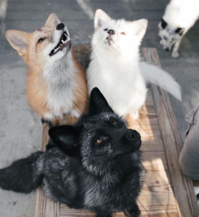 Thí nghiệm thuần hóa của Nga biến loài cáo bạc trở thành chó - Ảnh 10.