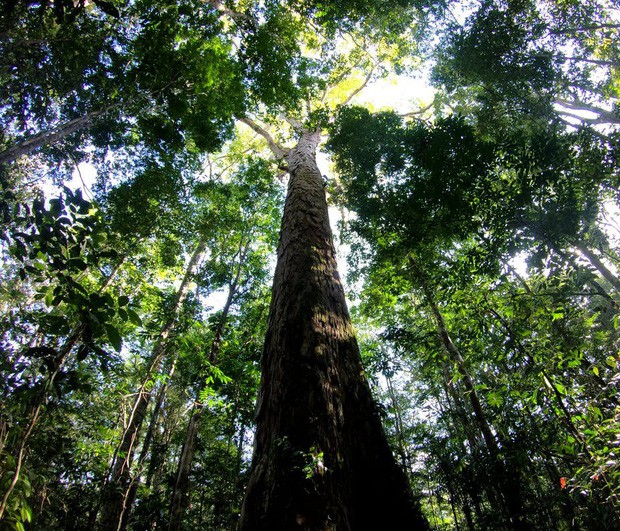 Kỷ lục cây cao nhất của rừng Amazon vừa tăng vọt thêm 50% mà khoa học đang không thể hiểu tại sao - Ảnh 1.