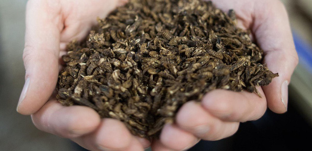 Một công ty ở Anh mở trang trại nuôi ruồi, nhằm mục đích cao cả giúp con người chống nạn phá rừng, cứu đại dương, giảm lãng phí thực phẩm - Ảnh 1.