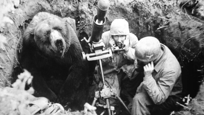 Huyền thoại hạ sĩ gấu: Uống bia hút thuốc như người, tham gia tải đạn trong Thế chiến II - Ảnh 3.