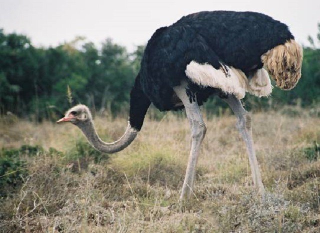 Đà điểu, loài chim lớn nhất thế giới - Ảnh 1.