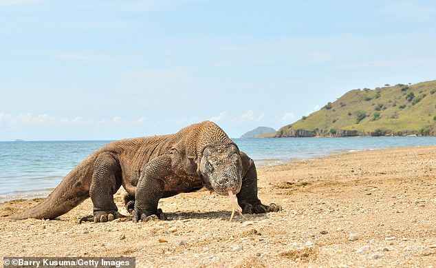 Giới khoa học ngạc nhiên với cấu trúc bộ xương đặc biệt của rồng Komodo - Ảnh 2.