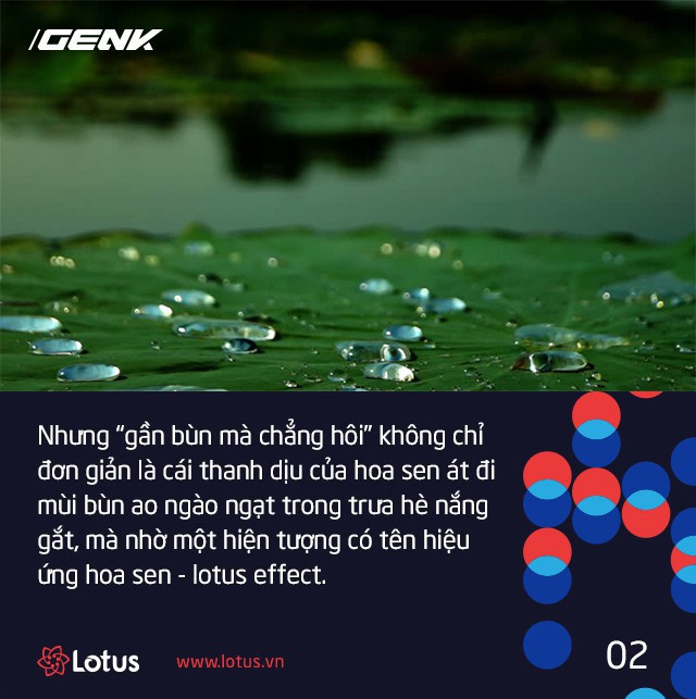 Hiệu ứng Lotus chính là lời lý giải khoa học cho câu ca dao gần bùn mà chẳng hôi tanh mùi bùn - Ảnh 1.