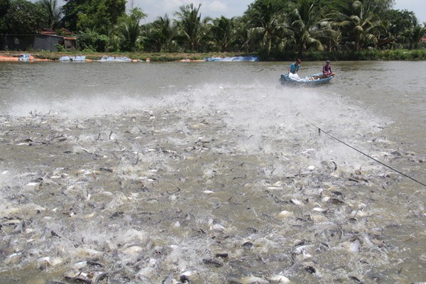 Chuyện Tám Đậu còng lưng nuôi 2.000 tấn cá/năm, ôm tiền tỷ lo chuyện thiên hạ - Ảnh 1.