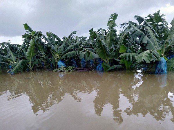 Thêm một cái hạn chưa từng có HAGL Agrico (HNG): 1.500 ha trái cây sắp thu hoạch tại Lào đang bị ngập lụt nặng nề - Ảnh 3.