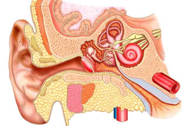 Những nguyên nhân hàng đầu gây suy giảm thính giác - Ảnh 5.