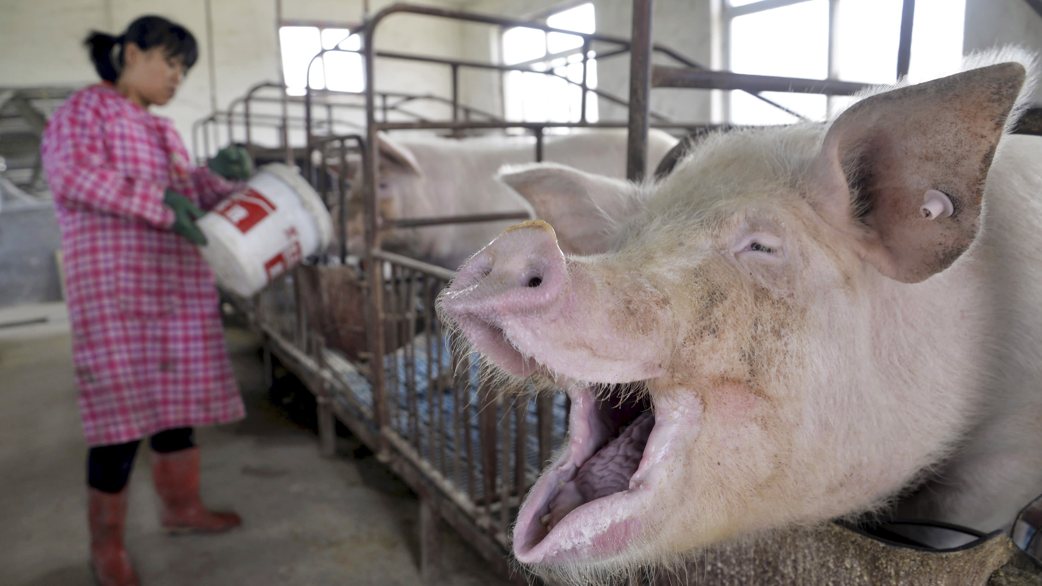 Среди свиней. 26 Этажный свинокомплекс в Китае. Свиньи.