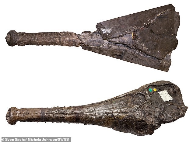 Sự thật về hóa thạch cá sấu dài 4,5 mét - Ảnh 2.