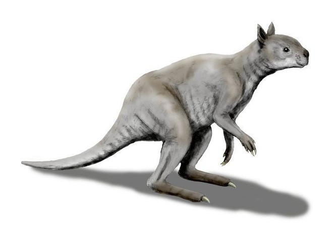 Kangaroo thời cổ đại: Cao tới 3m, nặng hơn 100kg, xương hàm cứng như thép có thể xẻ đôi thân cây lớn - Ảnh 1.