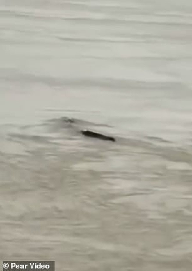 Cảnh sát phơi bày sự thật về quái vật hồ Loch Ness phiên bản Trung Quốc từng khiến bao người khiếp sợ - Ảnh 2.