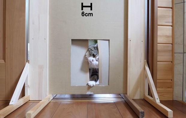 YouTuber Nhật Bản bày trò lách qua khe cửa hẹp cho 2 boss mèo để xem chúng có phải một loại chất lỏng hay không - Ảnh 13.