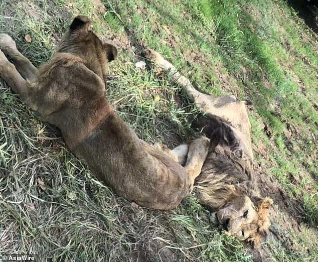 Hai con sư tử gầy trơ xương trong sở thú khiến nhiều người xót xa - Ảnh 1.