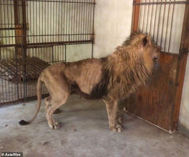 Hai con sư tử gầy trơ xương trong sở thú khiến nhiều người xót xa - Ảnh 2.