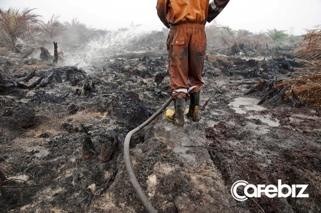 Cơn khát dầu cọ: Cội nguồn của việc cháy rừng hàng loạt tại Indonesia, khiến toàn Đông Nam Á ngập chìm trong ô nhiễm không khí - Ảnh 1.