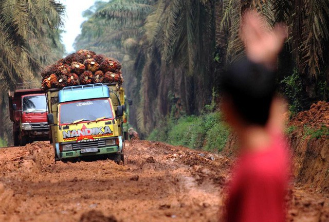 Cơn khát dầu cọ: Cội nguồn của việc cháy rừng hàng loạt tại Indonesia, khiến toàn Đông Nam Á ngập chìm trong ô nhiễm không khí - Ảnh 3.