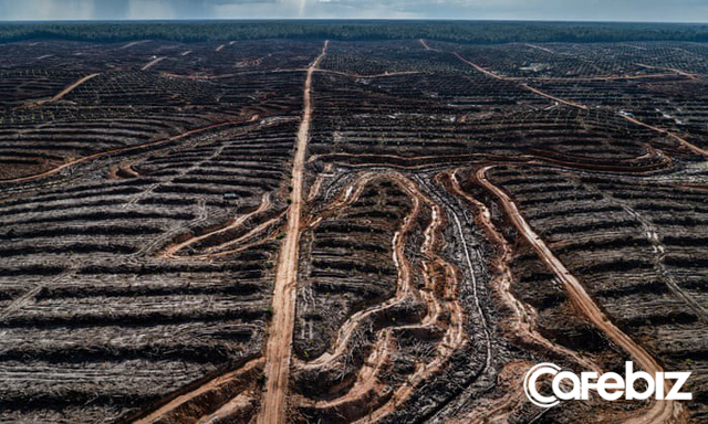 Cơn khát dầu cọ: Cội nguồn của việc cháy rừng hàng loạt tại Indonesia, khiến toàn Đông Nam Á ngập chìm trong ô nhiễm không khí - Ảnh 6.