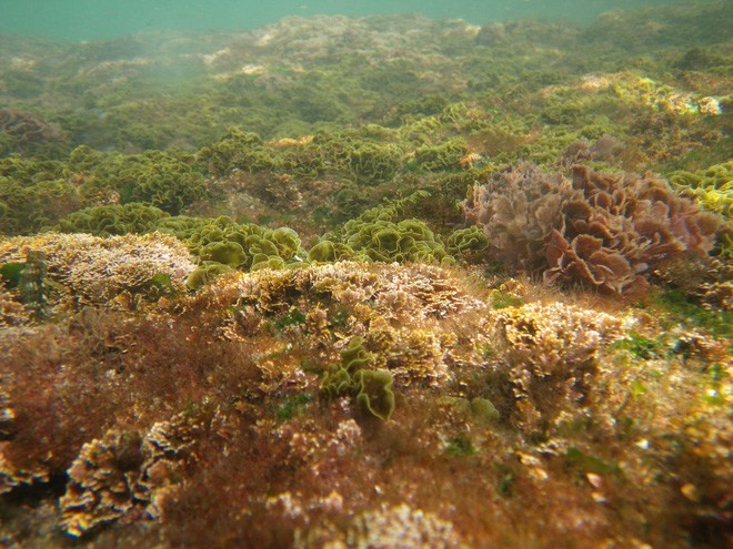 Lò phản ứng sinh học làm từ tảo chỉ cao 2 mét thôi cũng có thể biến đổi cacbon tốt tương đương 4.000m2 rừng - Ảnh 2.