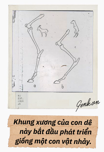 Đọc cuối tuần: Từ một con dê khuyết tật cho đến những bí ẩn trong bộ xương người - Ảnh 3.