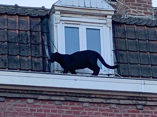 Tin khẩn: Con báo đen leo trèo khắp các mái nhà ở Pháp đã bị kẻ gian vào tận sở thú bắt cóc - Ảnh 2.