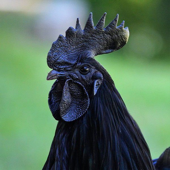 Những điều bất ngờ về gà mặt quỷ đột biến khiến cả thân hình đen như than - Ảnh 2.