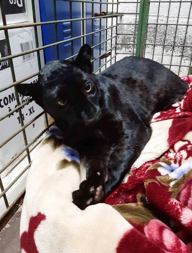 Tin khẩn: Con báo đen leo trèo khắp các mái nhà ở Pháp đã bị kẻ gian vào tận sở thú bắt cóc - Ảnh 4.